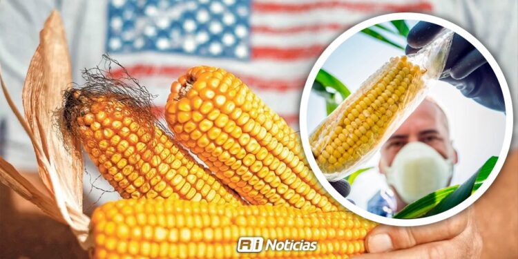 Salud pública en riesgo por importación de granos transgénicos: Advierte la CNC