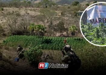 Localizan y destruyen sembradíos de droga en Cosalá