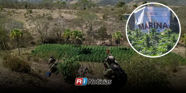 Localizan y destruyen sembradíos de droga en Cosalá