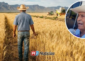 Gobierno federal cubre adeudos a trigueros de Sinaloa y aseguran precio completo