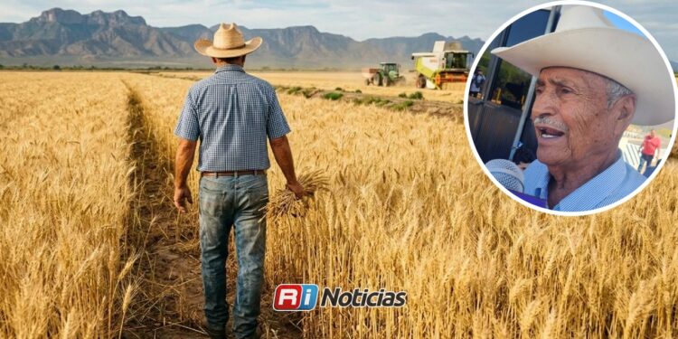 Gobierno federal cubre adeudos a trigueros de Sinaloa y aseguran precio completo