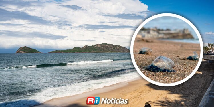 Presencia de quemadores en playas de Mazatlán: Se activan protocolos preventivos