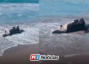 Localizan segundo lobo marino sin vida en playa Cerritos en menos de una semana