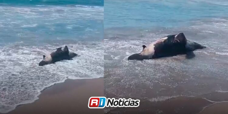 Localizan segundo lobo marino sin vida en playa Cerritos en menos de una semana