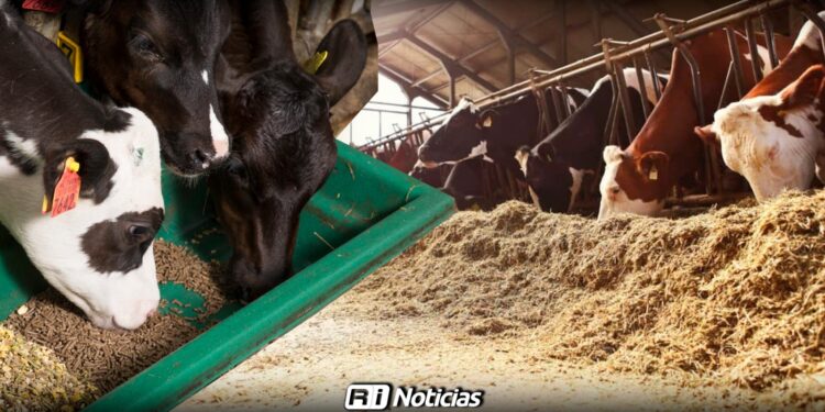 Reducen costo de alimento para mitigar efectos de sequía