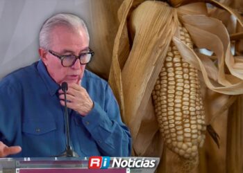 Maíz en Sinaloa: fijan precio de 6 mil pesos por tonelada con apoyo federal y estatal