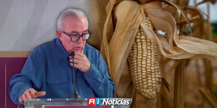 Maíz en Sinaloa: fijan precio de 6 mil pesos por tonelada con apoyo federal y estatal
