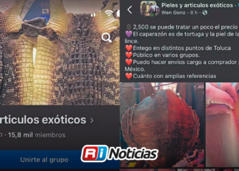 Traficantes burlan a Profepa y Meta: La fauna exótica se sigue rematando en Facebook