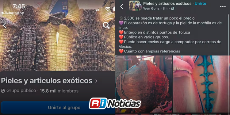 Traficantes burlan a Profepa y Meta: La fauna exótica se sigue rematando en Facebook