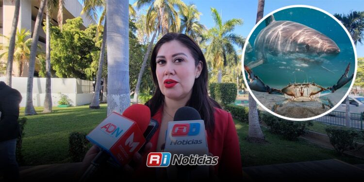 Hoy inicia veda de jaiba y tiburón en Sinaloa