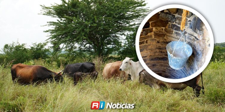 Ganaderos enfrentan pozos secos y escasez de agua en el sur de Mazatlán