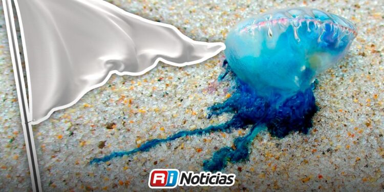 Emiten alerta en playas de Mazatlán por aumento de quemadores marinos