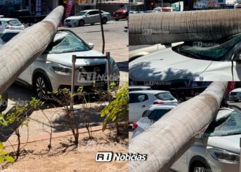 Palmera cae sobre camioneta estacionada afuera de la Unidad Administrativa en Mazatlán