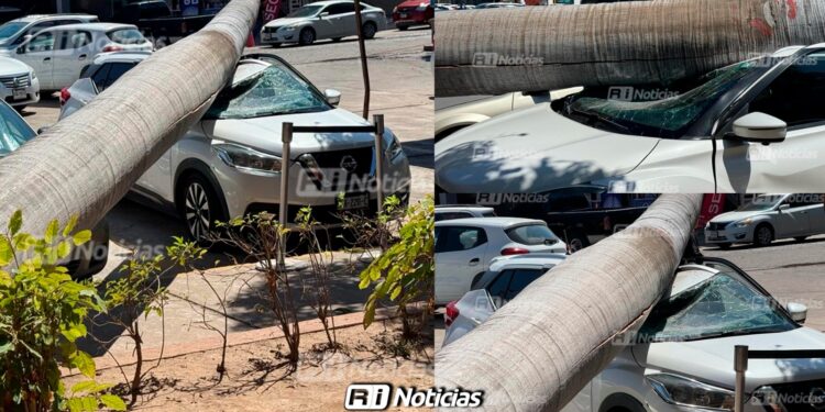 Palmera cae sobre camioneta estacionada afuera de la Unidad Administrativa en Mazatlán