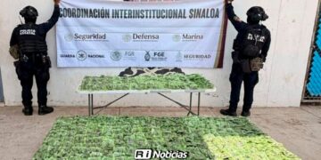 Aseguran más de 800 dosis de presunta mariguana en El Chilillo, Mazatlán