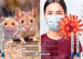 Hantavirus: Síntomas, Formas de Contagio y Diferencias con COVID-19; México sin casos activos en 2026