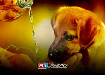 Piden extremar cuidados con mascotas ante temporada de calor en Mazatlán