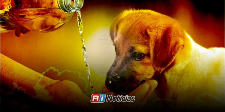 Piden extremar cuidados con mascotas ante temporada de calor en Mazatlán