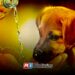 Piden extremar cuidados con mascotas ante temporada de calor en Mazatlán