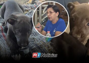 “Los dejan como basura”: refugio de Mazatlán se encuentra rebasado por abandono animal