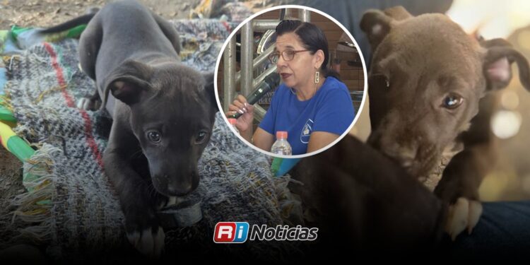 “Los dejan como basura”: refugio de Mazatlán se encuentra rebasado por abandono animal