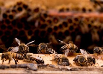 Reconocen a productores apícolas del Estado de México por buenas prácticas en producción de miel