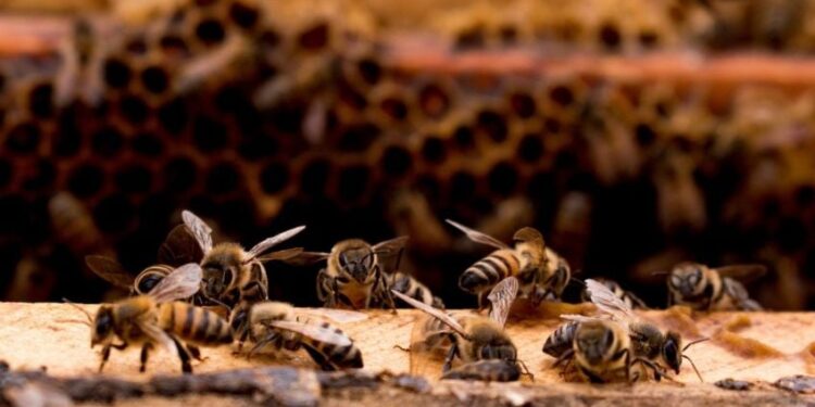 Reconocen a productores apícolas del Estado de México por buenas prácticas en producción de miel