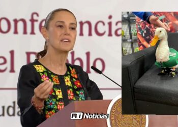 Del Mundial a Palacio Nacional: Sheinbaum invita a “Merlín”, el pato viral de la afición mexicana