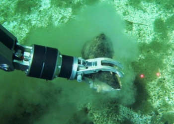 Descubren antiguo cementerio de ballenas en las profundidades del océano Índico
