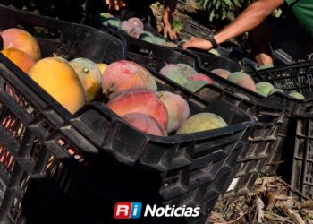 Producción de mango en Sinaloa se desploma; Gobierno busca apoyos para mangueros
