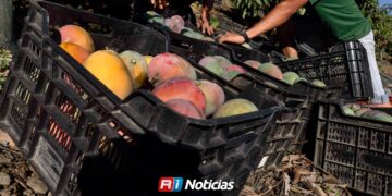 Producción de mango en Sinaloa se desploma; Gobierno busca apoyos para mangueros