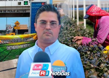 Producción de mango en Sinaloa se desploma; Gobierno busca apoyos para mangueros