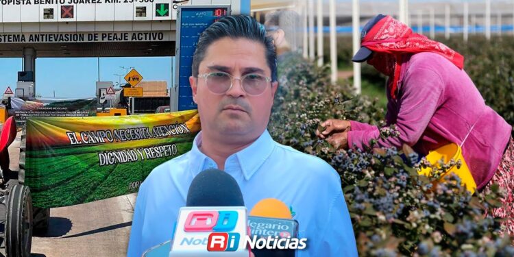 Producción de mango en Sinaloa se desploma; Gobierno busca apoyos para mangueros