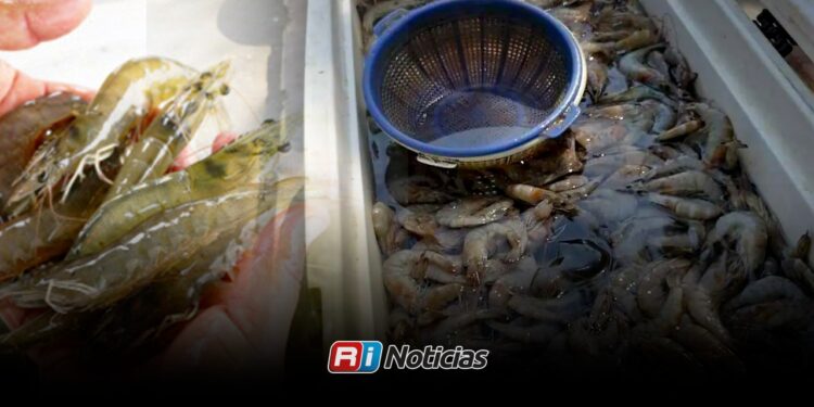 Productores advierten que crisis camaronera de Nayarit podría alcanzar a Sinaloa