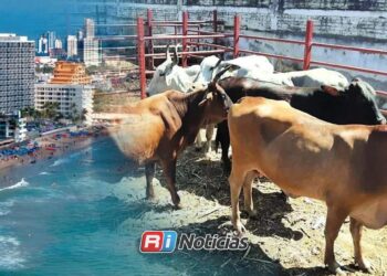 Descartan presencia de gusano barrenador en ganado de Mazatlán hasta el momento