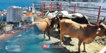 Descartan presencia de gusano barrenador en ganado de Mazatlán hasta el momento