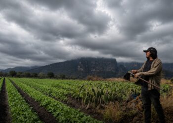 Campo del sur de Mazatlán depende de una buena temporada de lluvias, señalan productores