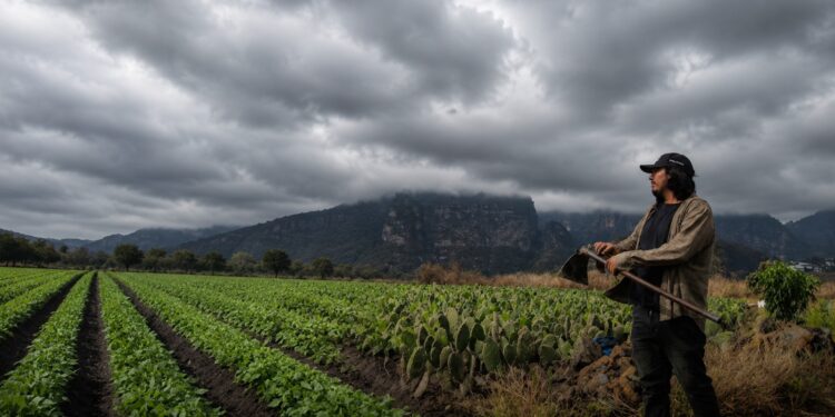 Campo del sur de Mazatlán depende de una buena temporada de lluvias, señalan productores