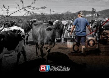 Ganaderos del sur de Sinaloa ven difícil sostener la actividad ante aumento de costos