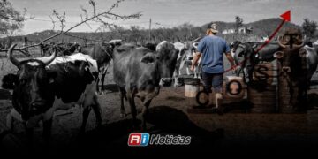 Ganaderos del sur de Sinaloa ven difícil sostener la actividad ante aumento de costos