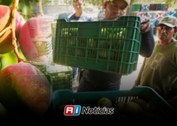 Productores de mango de Mazatlán piden activar seguro catastrófico