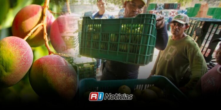 Productores de mango de Mazatlán piden activar seguro catastrófico