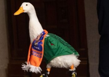 “Le robaron”: el pato Merlín sufre robo de sus zapatos en la CDMX y se vuelve tema en la mañanera
