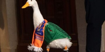 “Le robaron”: el pato Merlín sufre robo de sus zapatos en la CDMX y se vuelve tema en la mañanera