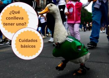 ¿Qué cuidados necesita un pato como Merlín? Veterinaria explica qué implica tener esta ave como mascota