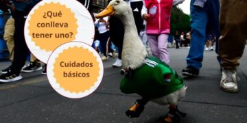 ¿Qué cuidados necesita un pato como Merlín? Veterinaria explica qué implica tener esta ave como mascota