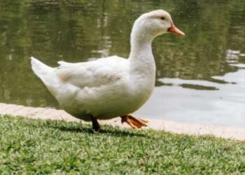El pato Merlín y la delgada línea entre la ternura de internet y el maltrato animal