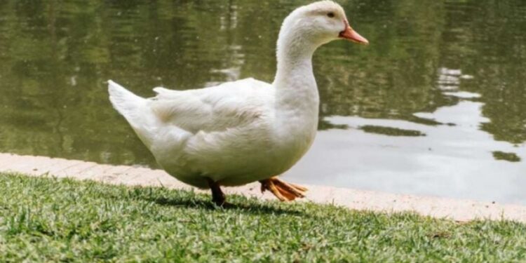 El pato Merlín y la delgada línea entre la ternura de internet y el maltrato animal