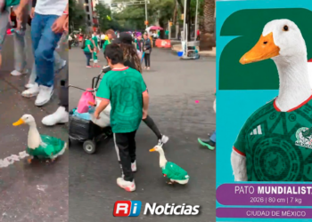 La peculiar historia de Merlín, el Pato mundialista que se hizo viral: cómo surgió, qué come y de dónde es