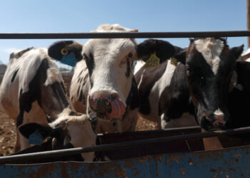 EE.UU. reanudará la importación de ganado mexicano a partir de agosto